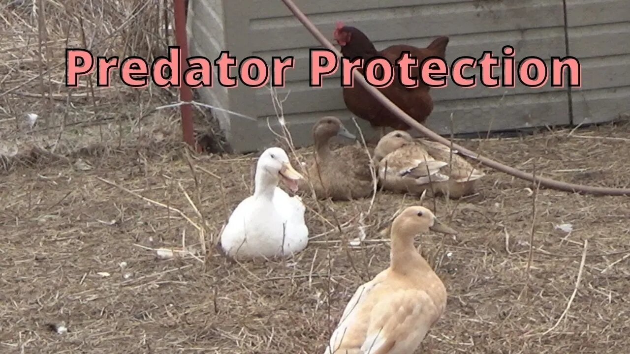 Fence Work to Reduce Predator Pressure