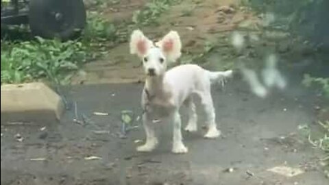 Cadela recebe tosquia hilariante feita em casa!