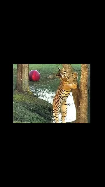 Tiger Tree Hugs