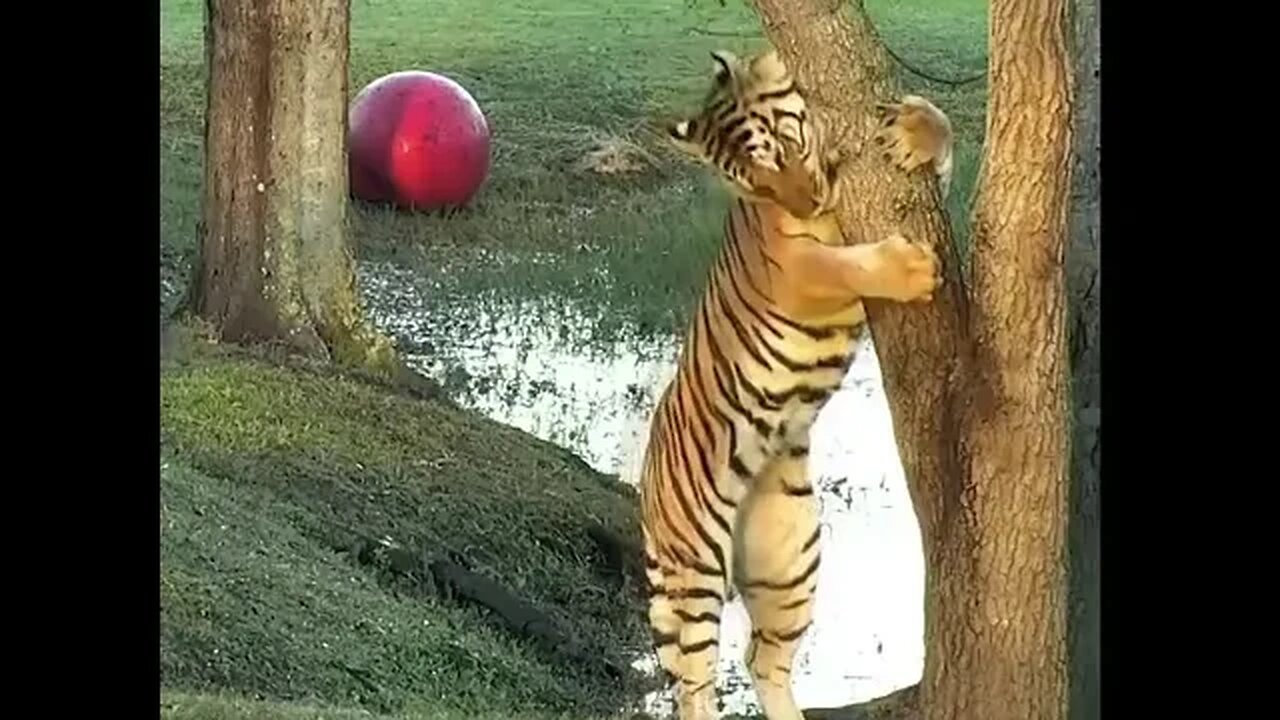 Tiger Tree Hugs