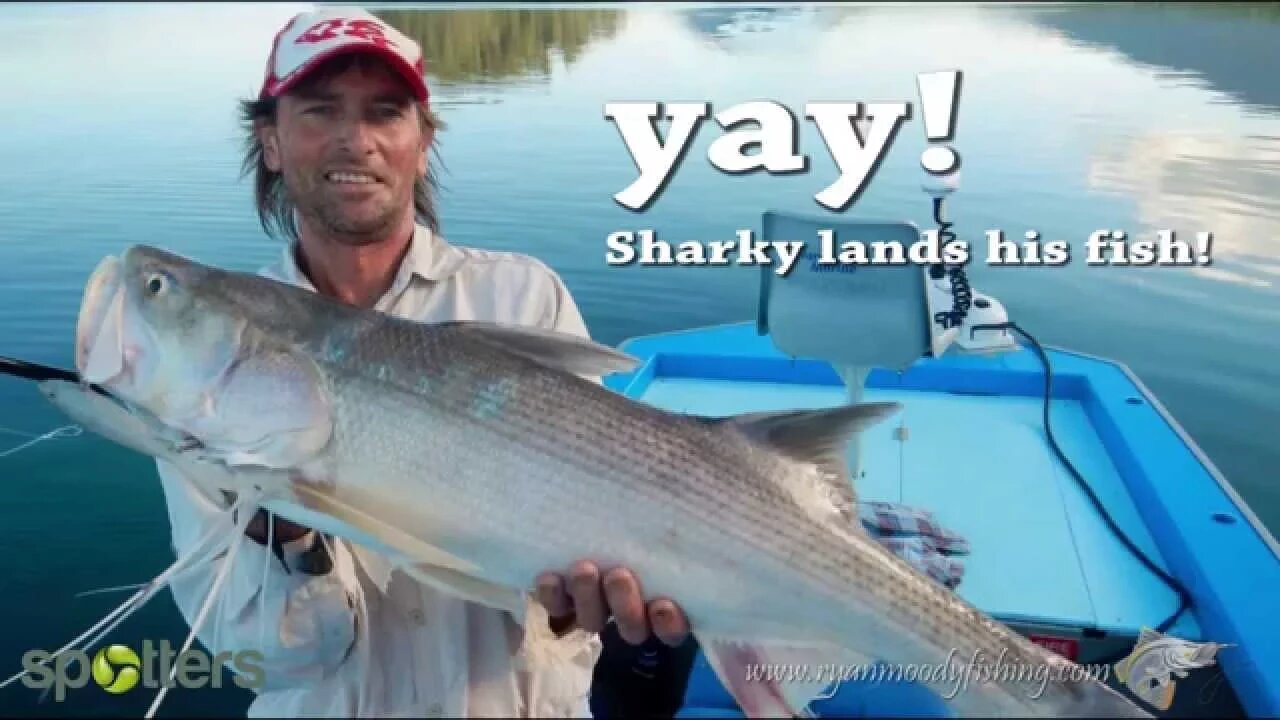 Sharky lands the threddy spotters comp