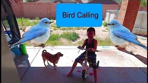 Funniest Talking Birds Compilation