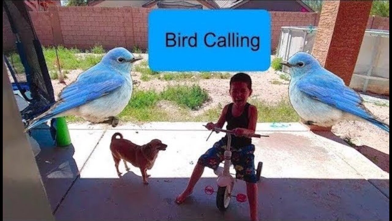 Funniest Talking Birds Compilation