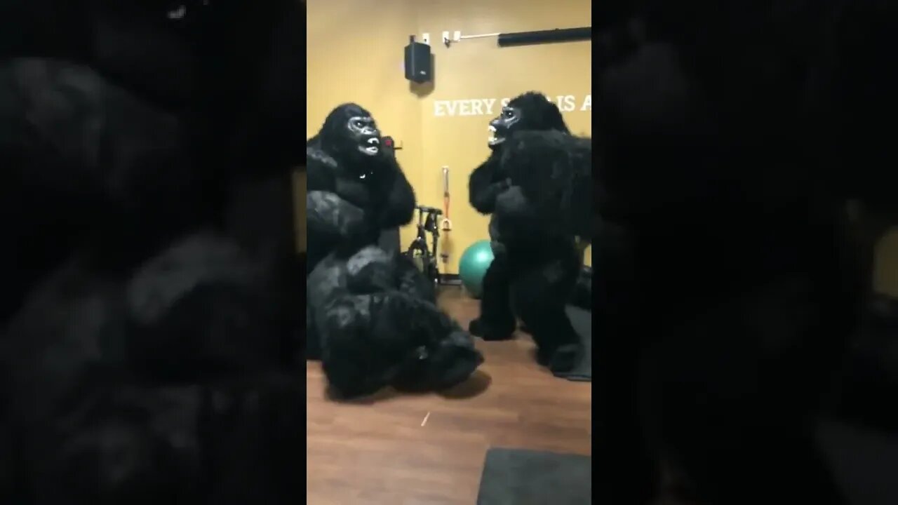 GYM Gorillas 😳🤣