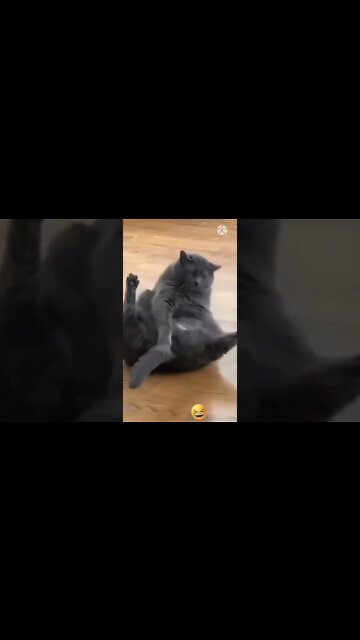 Funniest Fun Amazing videos must Entertainment comedy 2022🤣Try To Not Laugh Episode 1 By GL