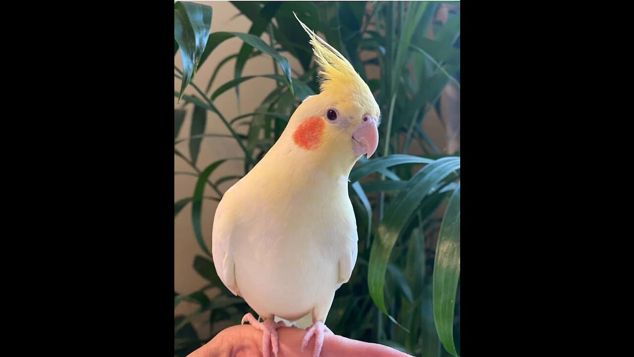 Skater bird.... brilliant cockatiel tricks