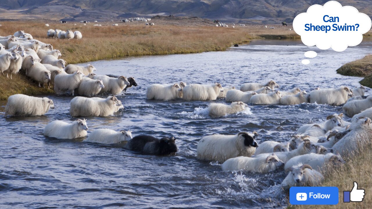 Sheeps Swimming 🐑Lake Crossing| Sheeps Jumping Into The River