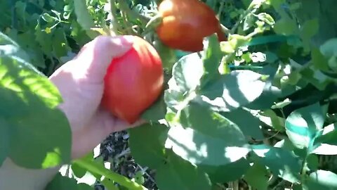 September Backyard Harvest