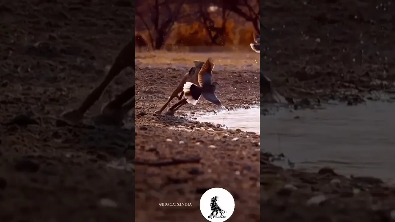 Couote vs bird #shortsyoutube #fesh_studio #funny #animals #birds #amazing #shortsyoutubeshorts