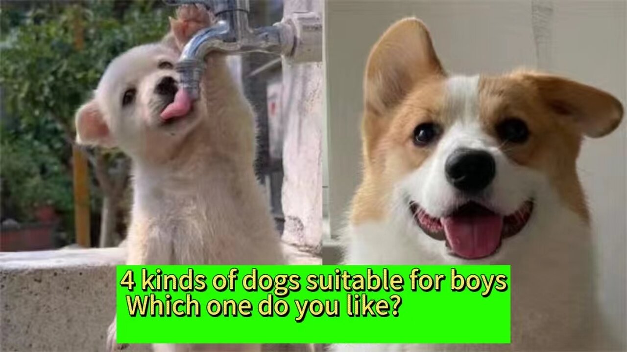 4 kinds of dogs suitable for boys