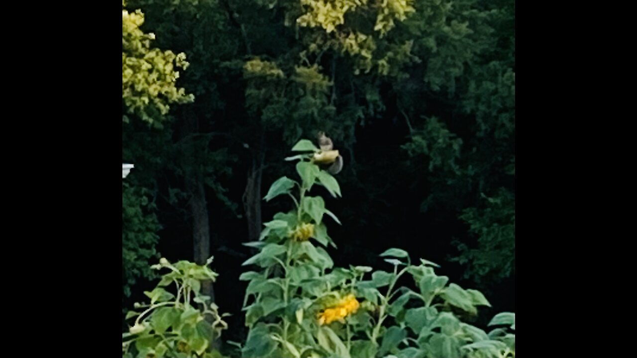 Silly Girls ! Sunflowers Are For Squirrels !