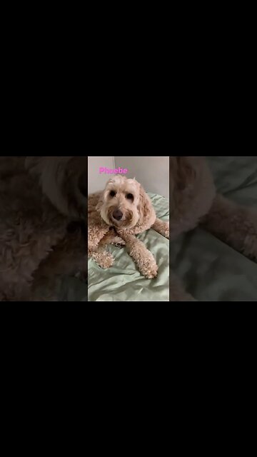 [Shorts 0074] PHOEBE [#dogs #doggos #doggies #puppies #dogdaycare]