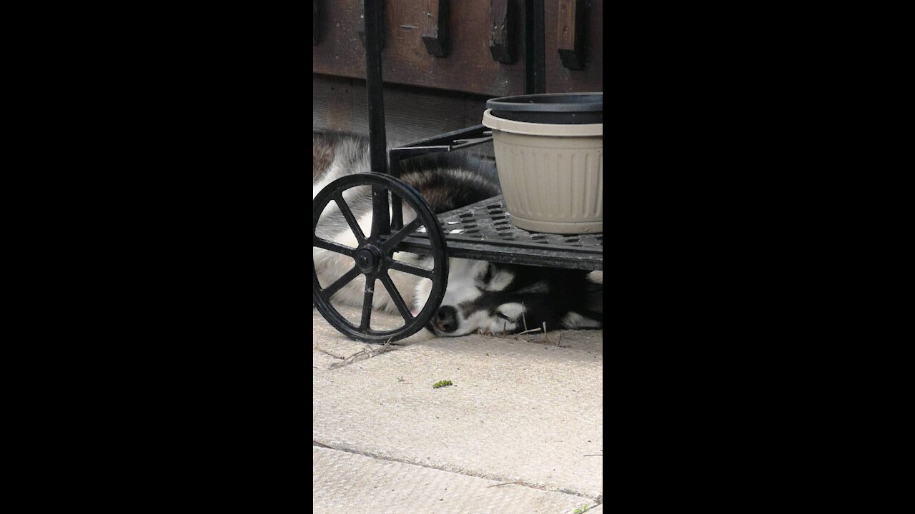 This Husky can sleep anywhere