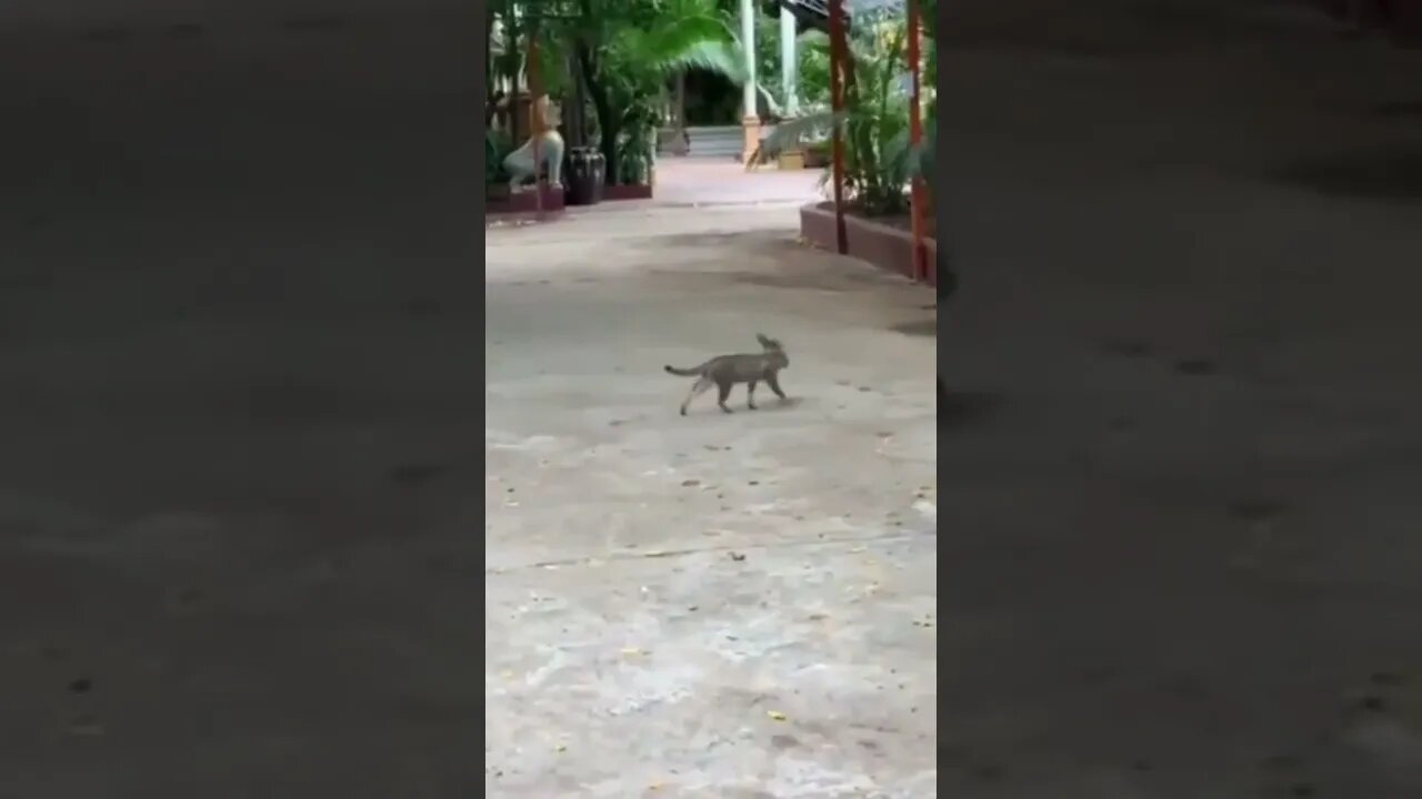 When you're hungry but do not want to "move a finger" 😂😂🐈‍⬛🕊️ #shorts #shortsvideo