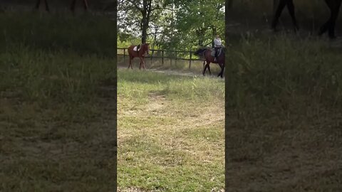 This Horse so Funny 🐴😂