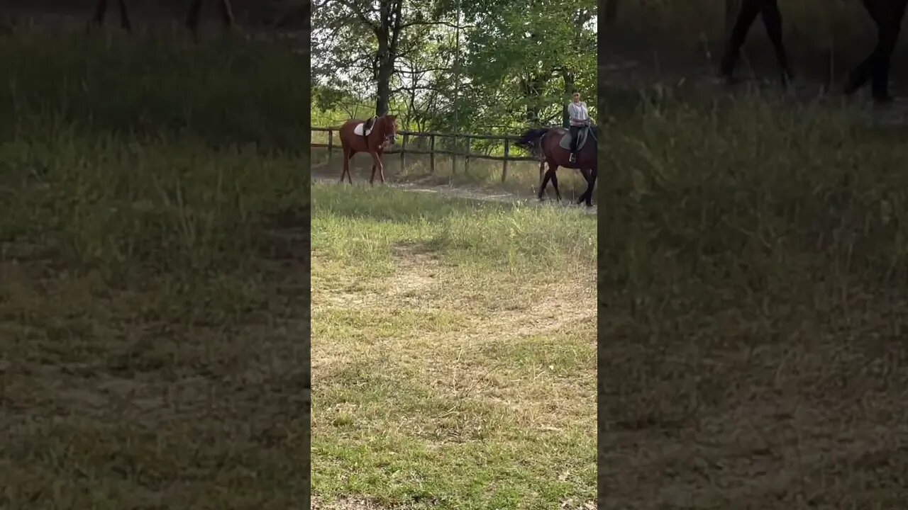 This Horse so Funny 🐴😂