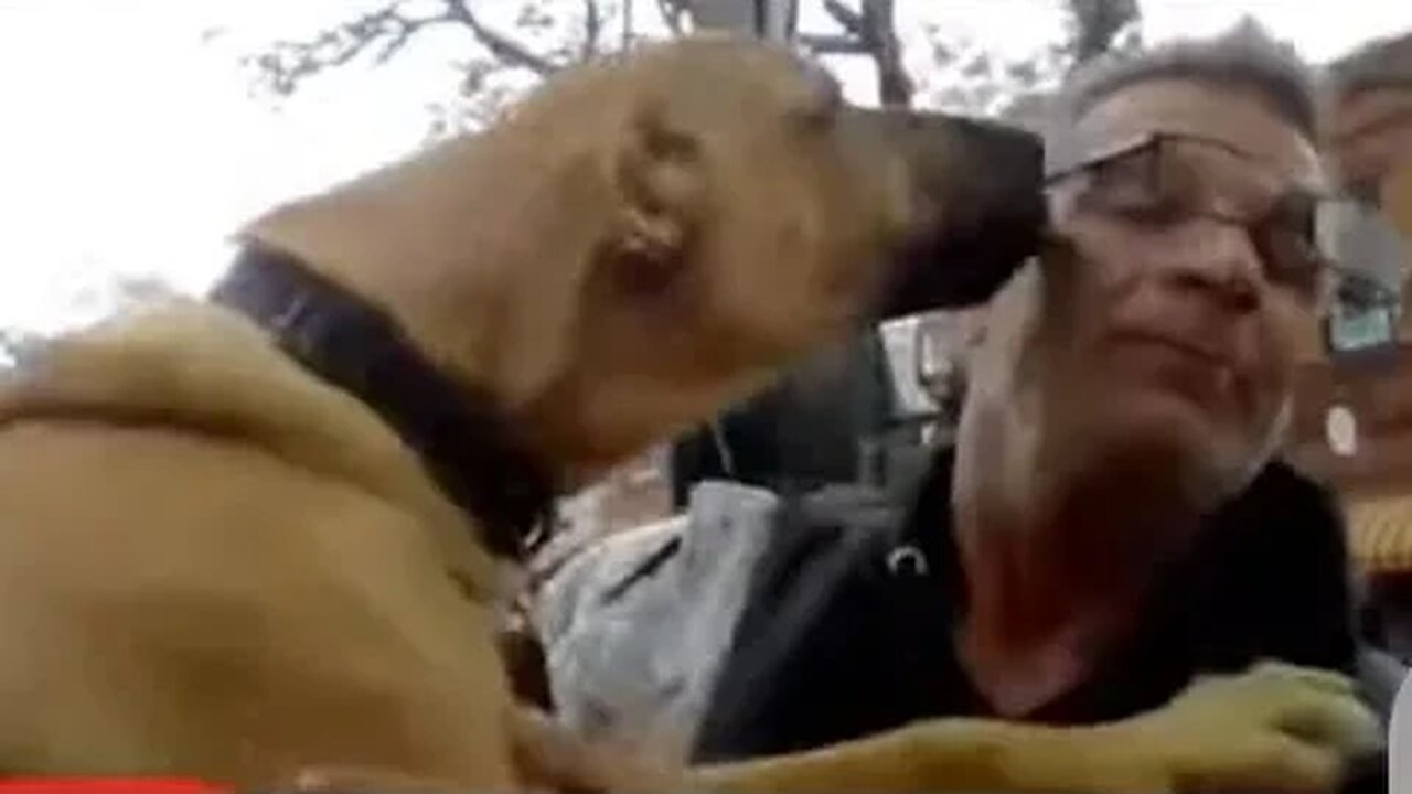 Tony Pizza Back Live