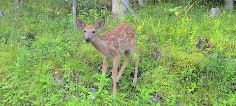 Fawn up close