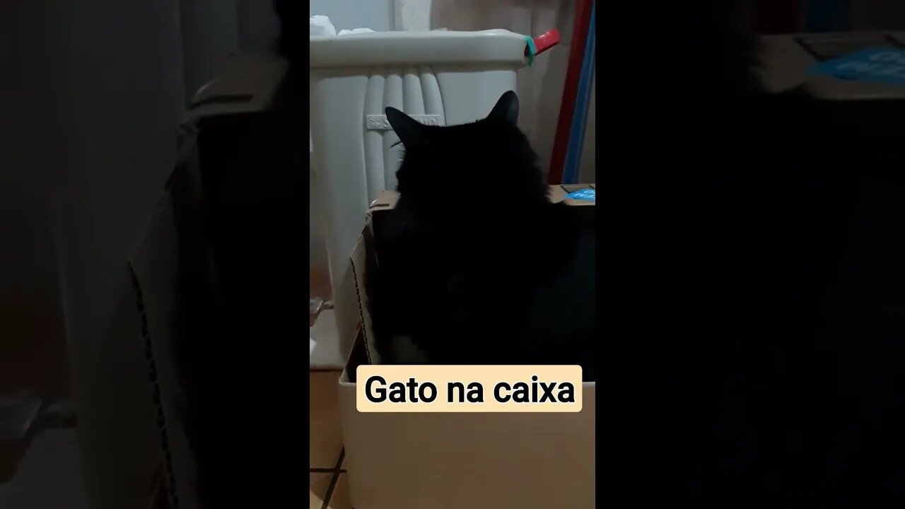 Quando vejo uma caixa de papelão #gatofofinho #shorts