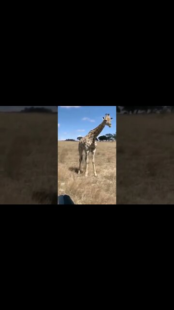 GIRAFFE MAKES JUMP SQUAT