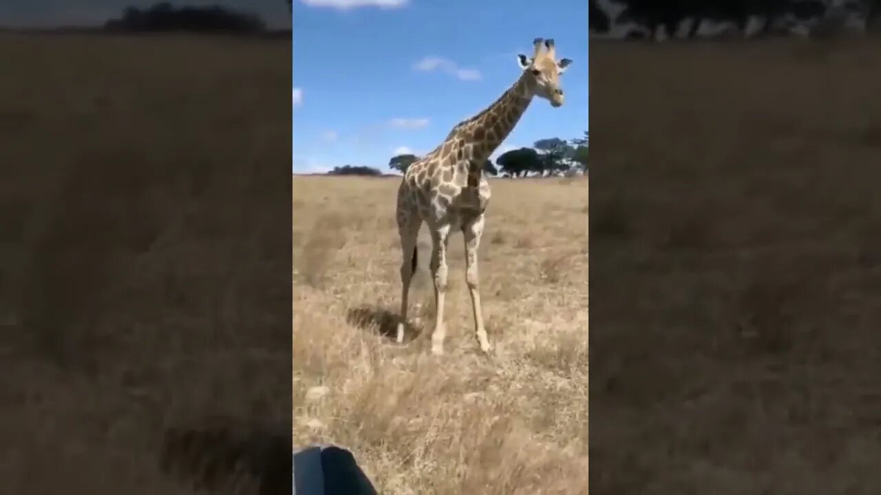 GIRAFFE MAKES JUMP SQUAT