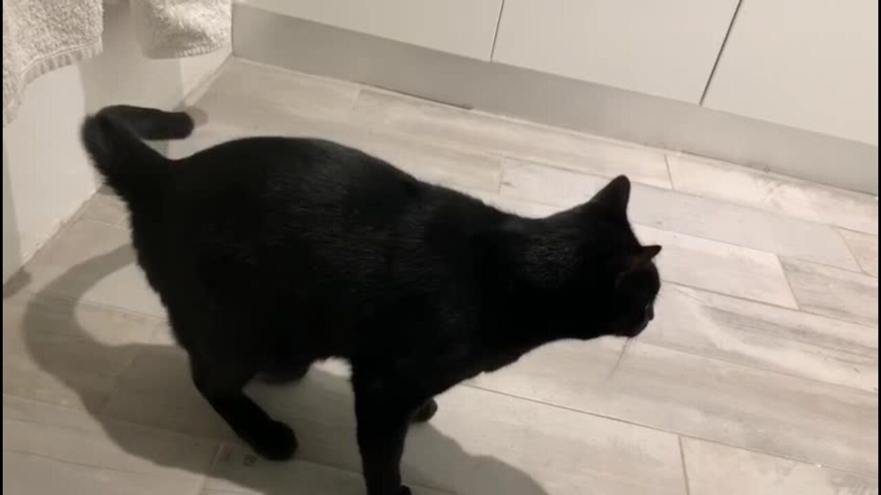 Confused Cat Chases The Shadow Of His Own Tail