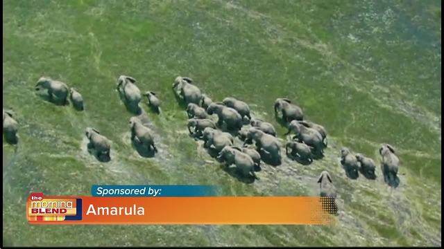 Amarula Wildlife Direct