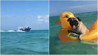 Pug chills on Mexican beach