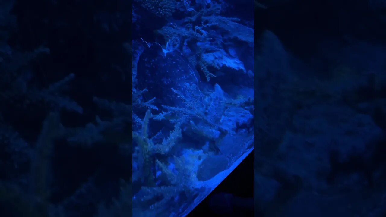 Sea Turtle! 🐢🌊