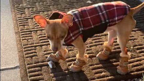 Chihuahua tries on new shoes!