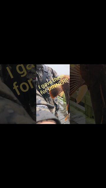 I gave this fish to them for Dinner!!!