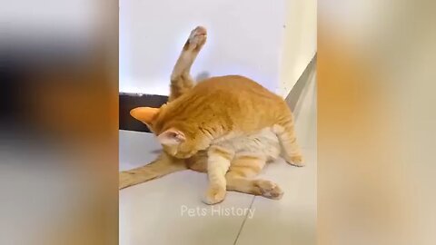 ,🤣🤣🤣🤣🤣🤣🐶🐶🐶🐶
