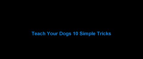 Teach Your Dogs 10 Basic Commands