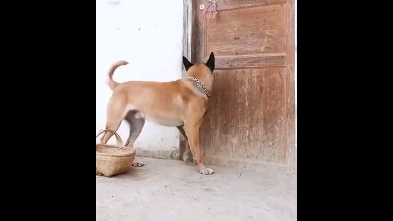 dog good job