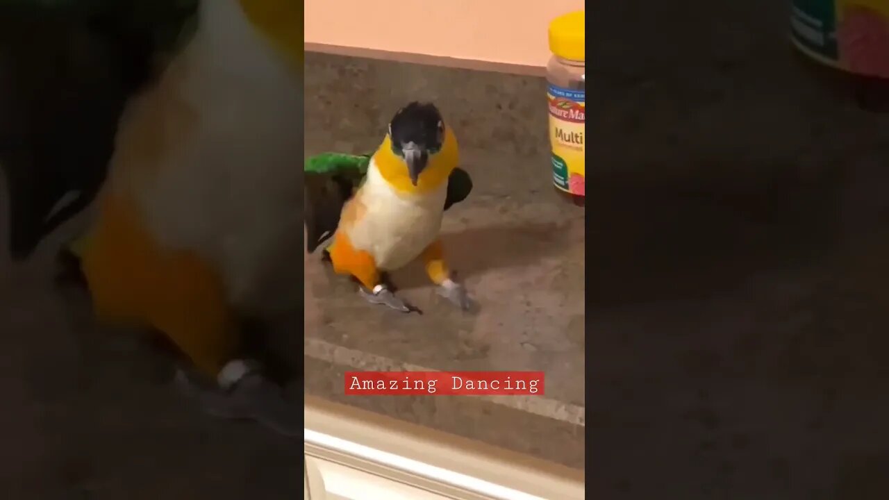 Amazing dancing by a Caique Parrot l #shorts l #caiqueparrot l @BikisAviary