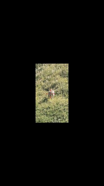 Hunting Coyotes #shorts #dog #animals #hunter #172