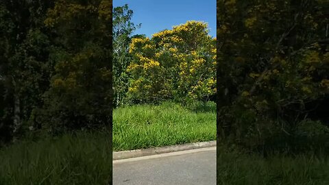 Ipê Amarelo