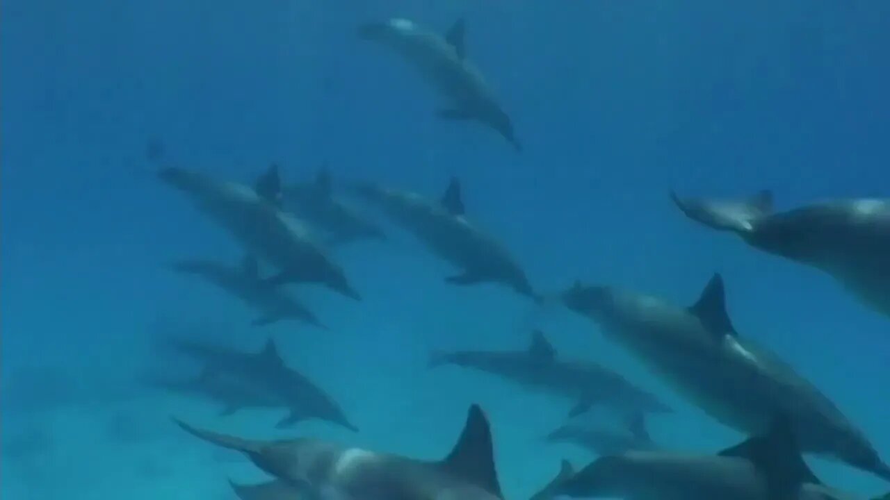 Amazing Wild Dolphins doing Spinner Jumpings - Funny Videos