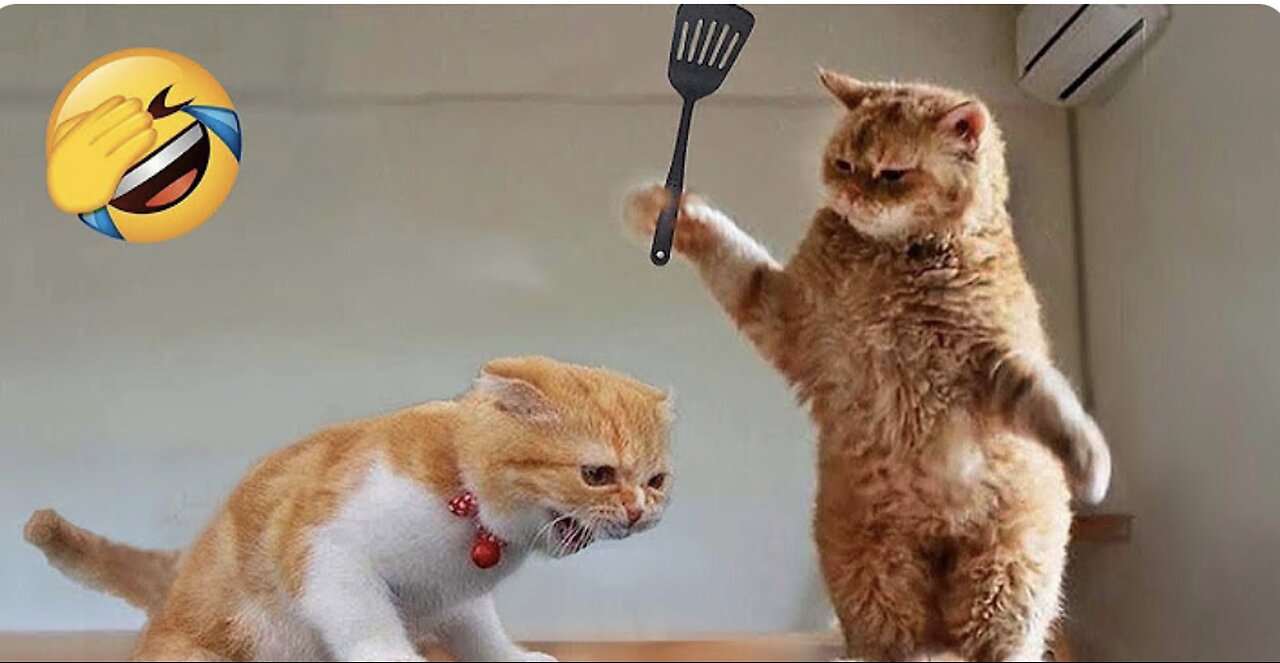 Laugh Out Loud: Hilarious Cat and Dog Antics! 😹🐶 Watch Now for a Dose of Cuteness and Comedy!