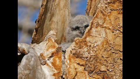 Great Horned Owl Chicks - 3rd April, 2021