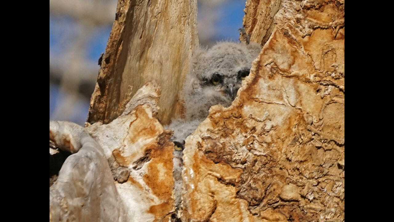 Great Horned Owl Chicks - 3rd April, 2021