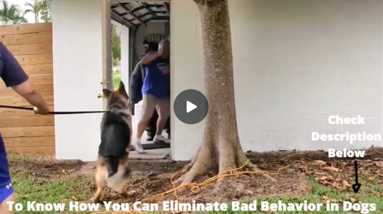 STOP Bad Behavior & Biting Problem in Dogs