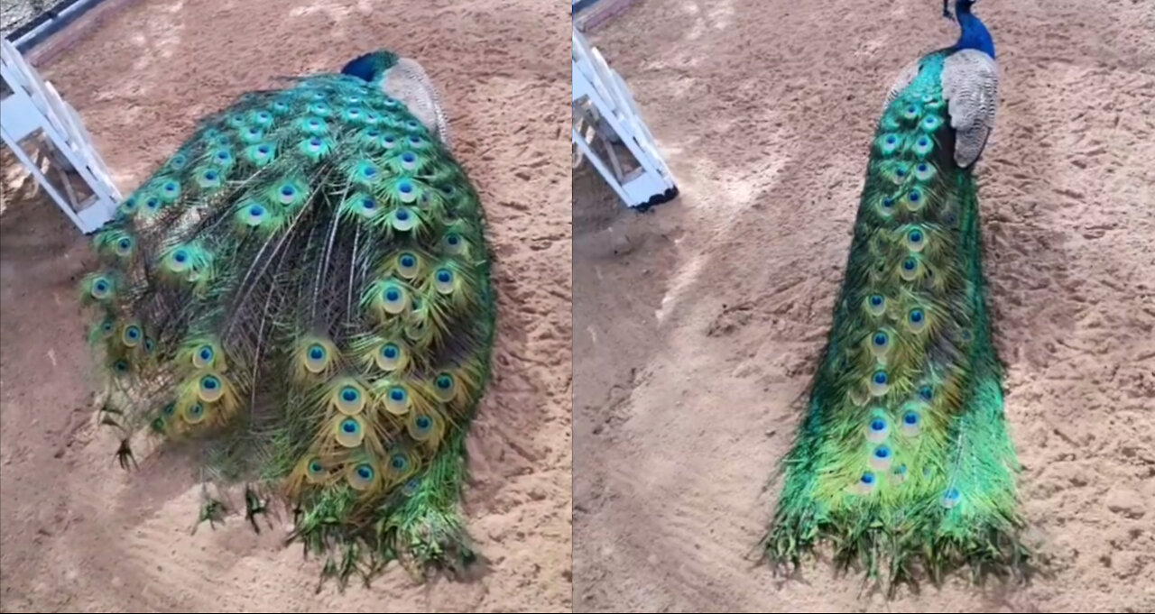 Peacock Tremendously Showing Off