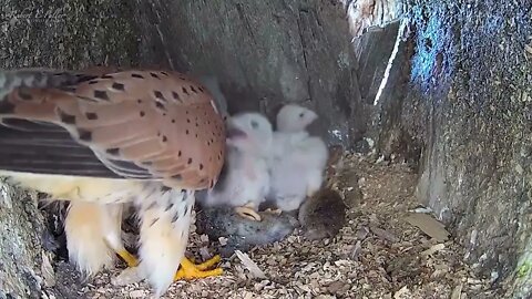 Kestrel Dad Learns to Care for Chicks After Mum Disappears-5