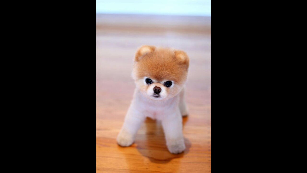 mini toy dog