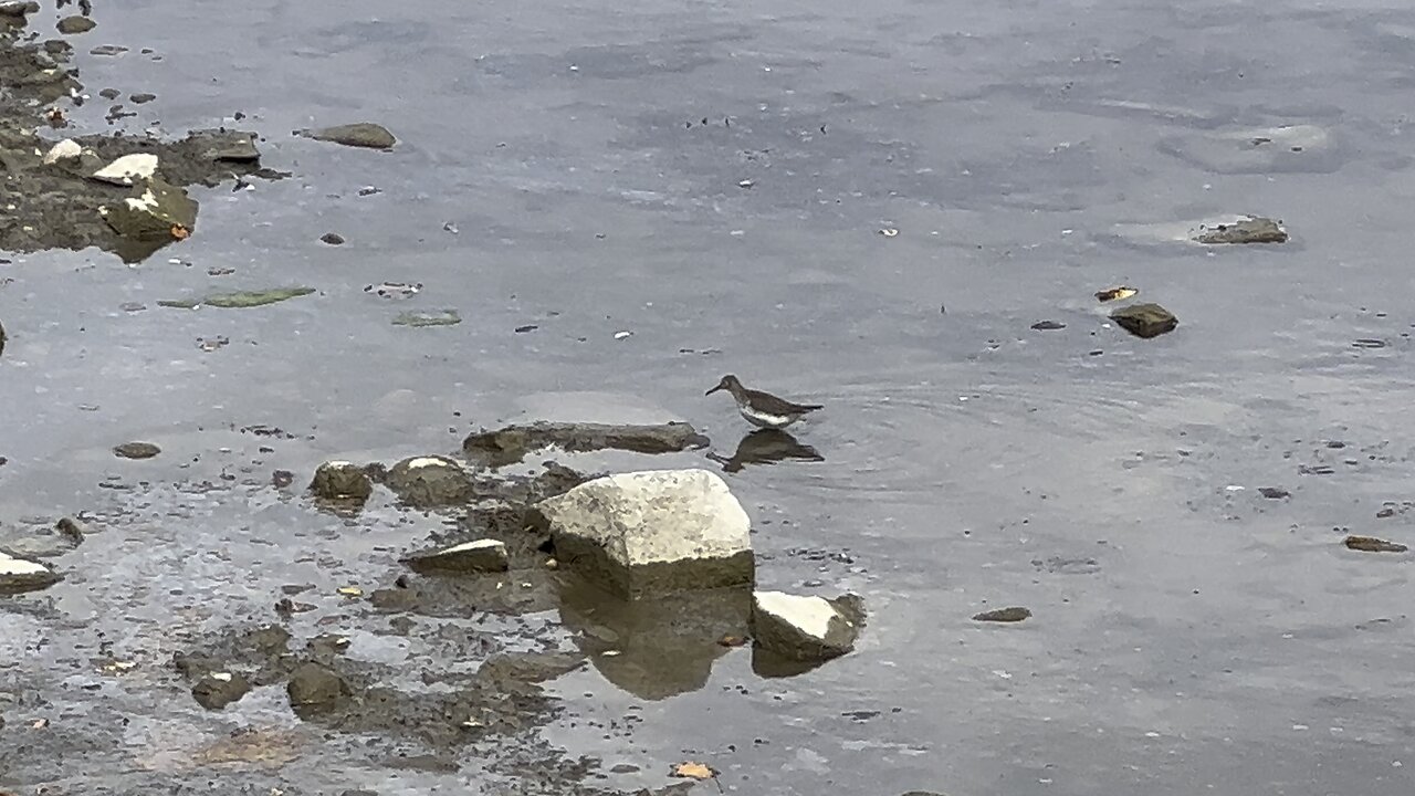 Killdeer having lunch @Humber River