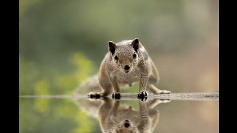 Extraordinary food for squirrels.