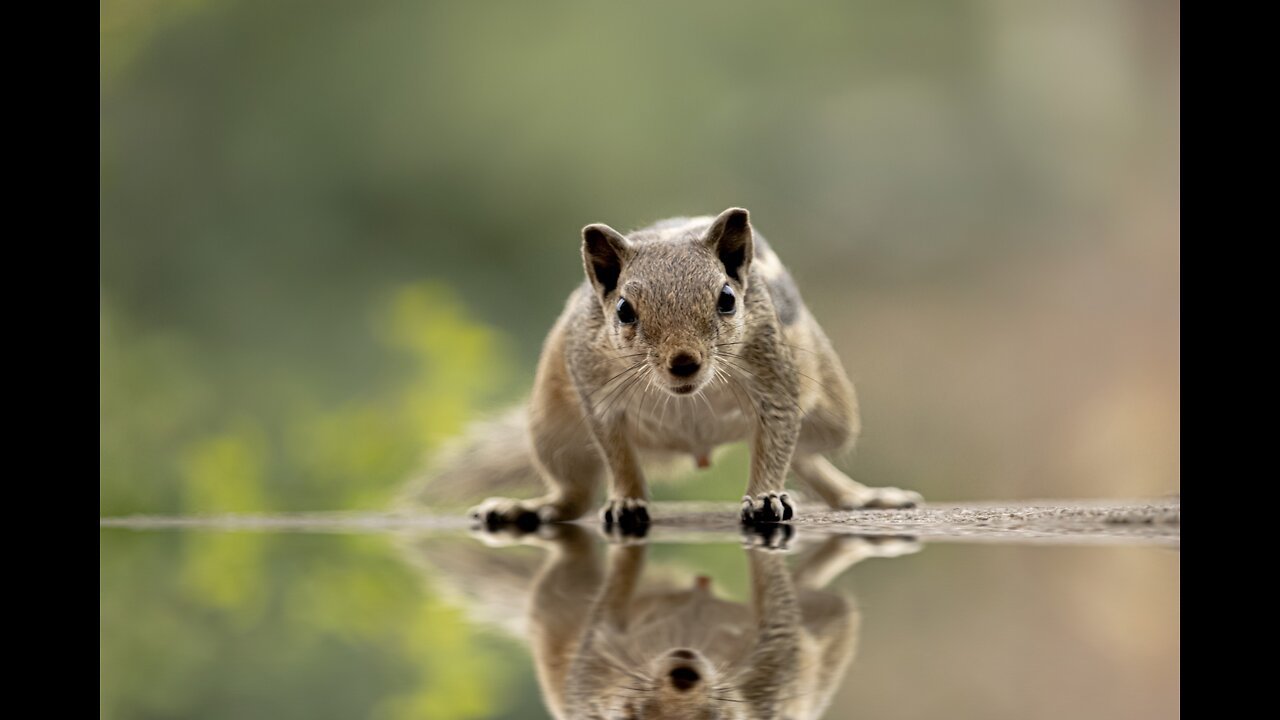 Extraordinary food for squirrels.