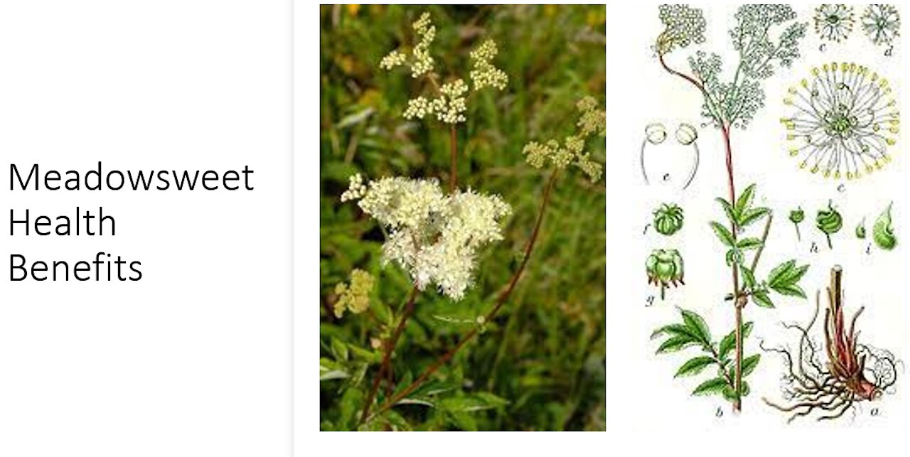 Meadowsweet Benefits