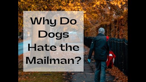 🤣 dog destroys mail funny videos 🐶- dog destroys everything coming through mail slot